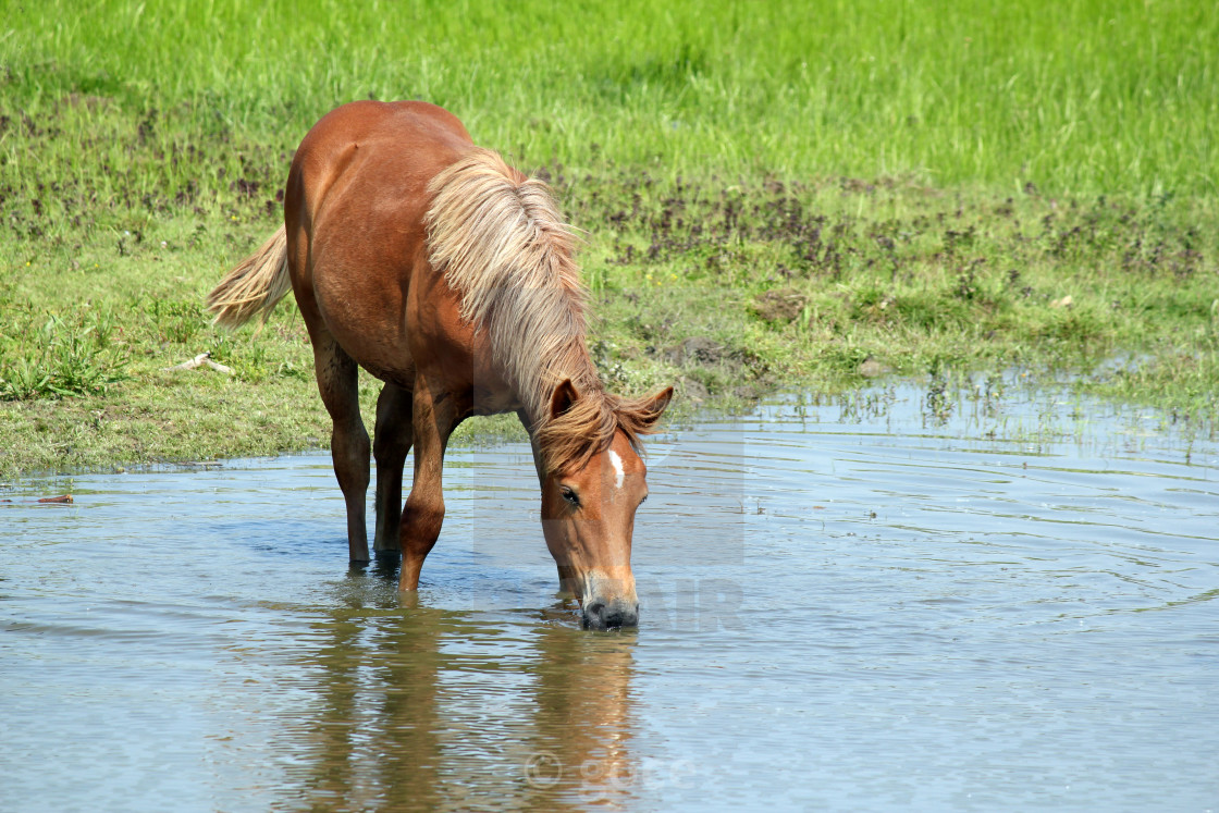 Лошадь пьет из реки